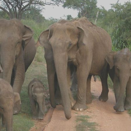 Family Resort Udawalawe Bagian luar foto